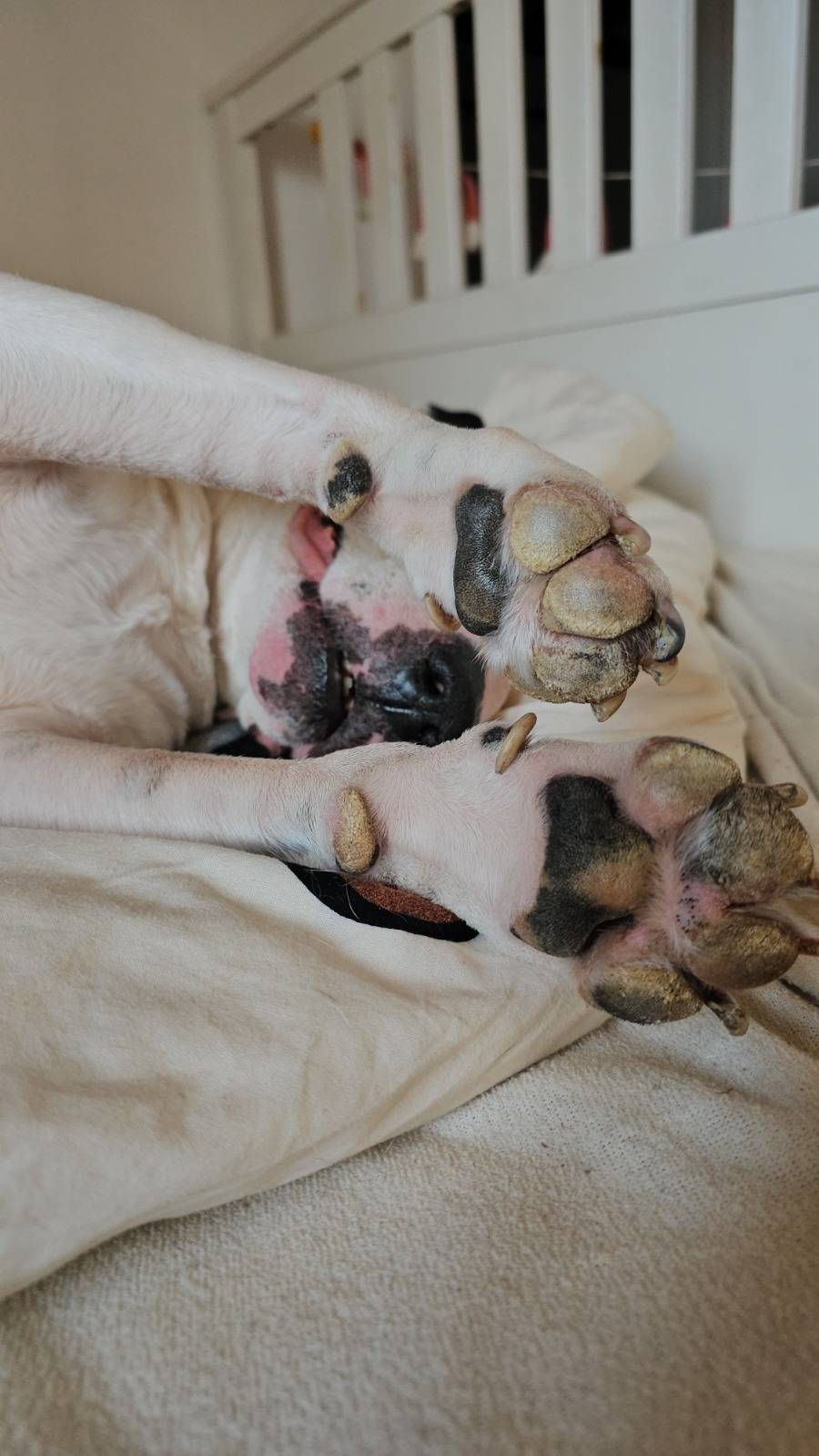 Hundgestützte Pädagogik im Rahmen des Persönlichen Budgets Hundgestützte Pädagogik im Rahmen des Persönlichen Budgets